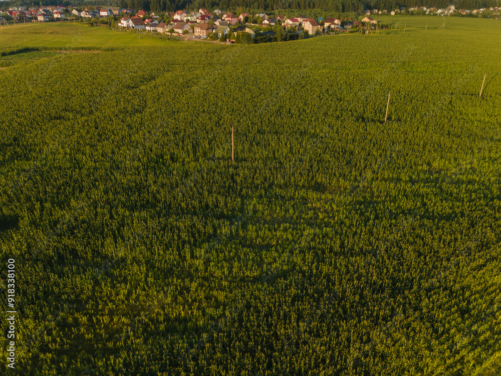 Landscape view from drone, yellow and green fields and haystacks, sky with white clouds. Landscape view from drone, yellow and green fields and haystacks, sky with white clouds.