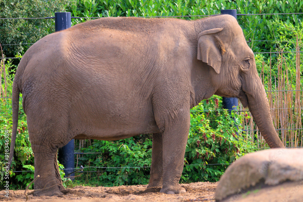 Fototapeta premium elephant in the zoo