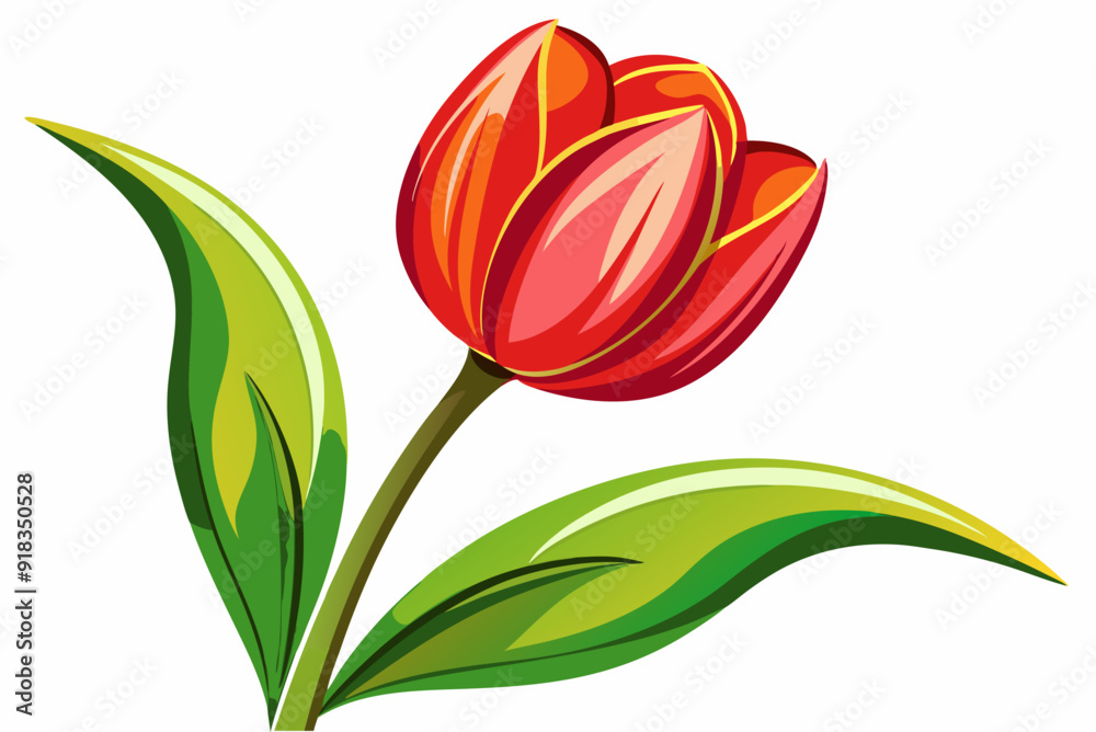 Fototapeta premium A Single Red Tulip with Green Leaves