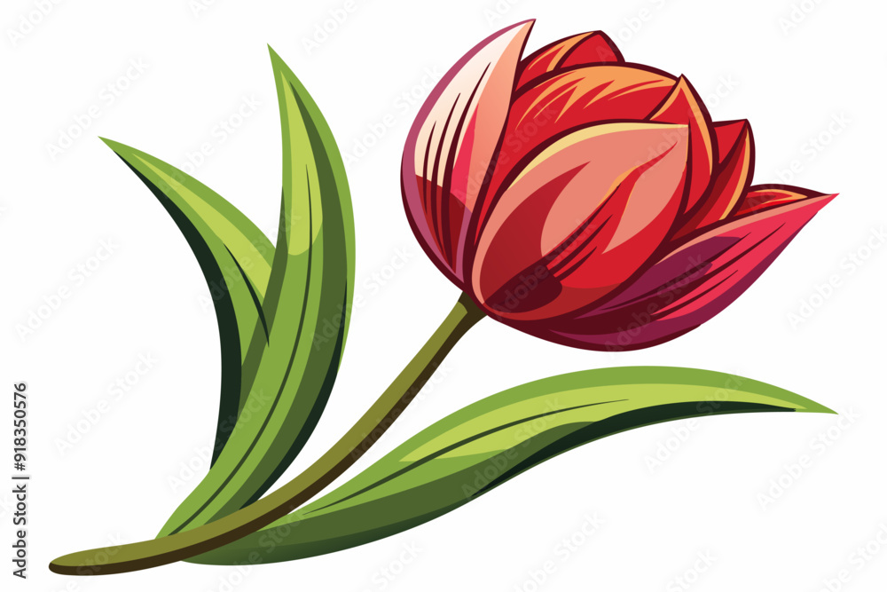 Fototapeta premium Single Red Tulip with Green Leaves on White Background