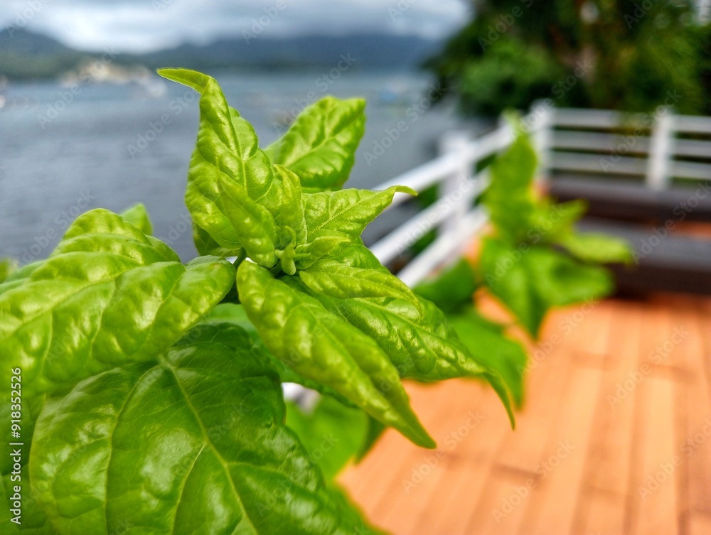 Fototapeta premium close-up of green leaves with blurred exotic sea on the background