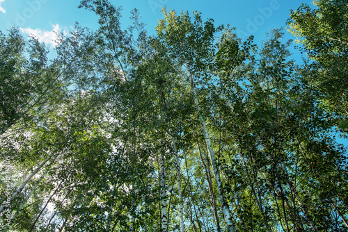 фотографія Amazing birch tree grove in England (Wales, Scotland Northern Ireland)