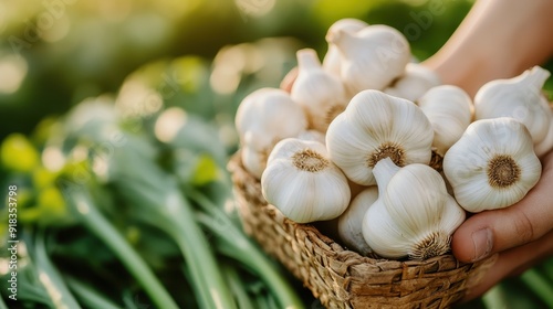 A basket filled with fresh garlic held by a person in a lush green outdoor setting, possibly at a farmer's market, representing organic farming and healthy living.