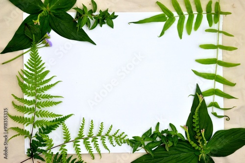 brautiful frame of tropical leaves photo