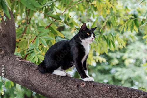 A mischievous black and white stray cat sits on a branch tree in the park.