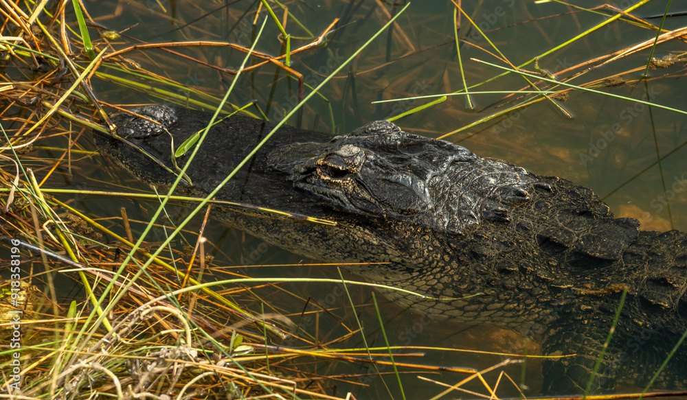 Aligator Rests Just Below Water Level In Everglades