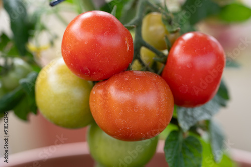 Wallpaper Mural tomatoes on the vine Torontodigital.ca