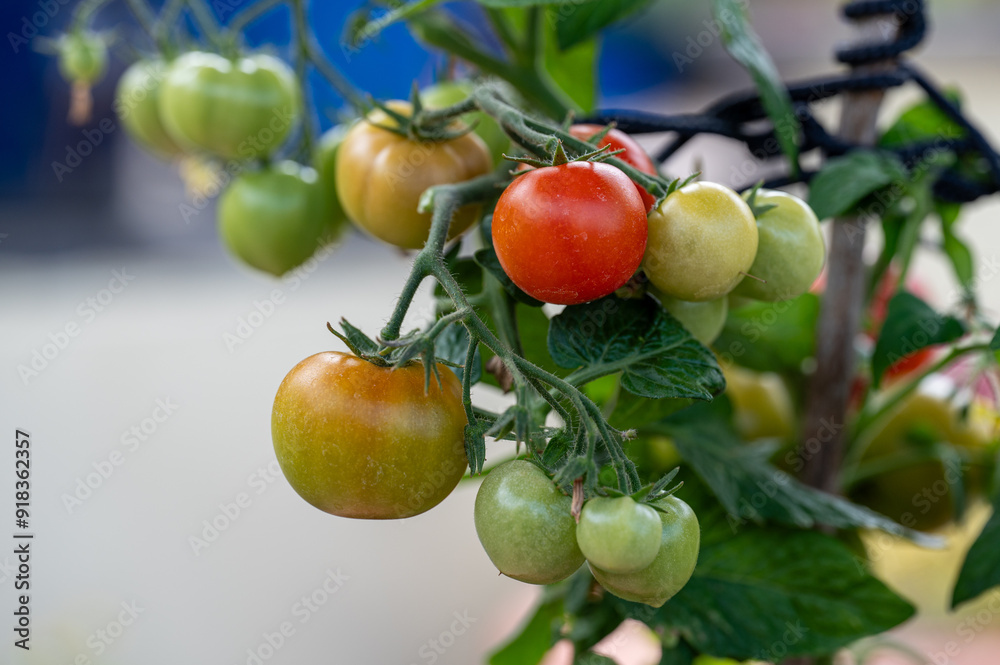 tomatoes on the vine
