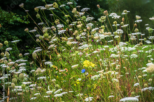 Wallpaper Mural Wild Carrot Mass Torontodigital.ca