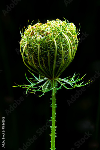 Wallpaper Mural A Wild Carrot Torontodigital.ca