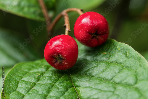Wallpaper Mural Rowan Berries Torontodigital.ca
