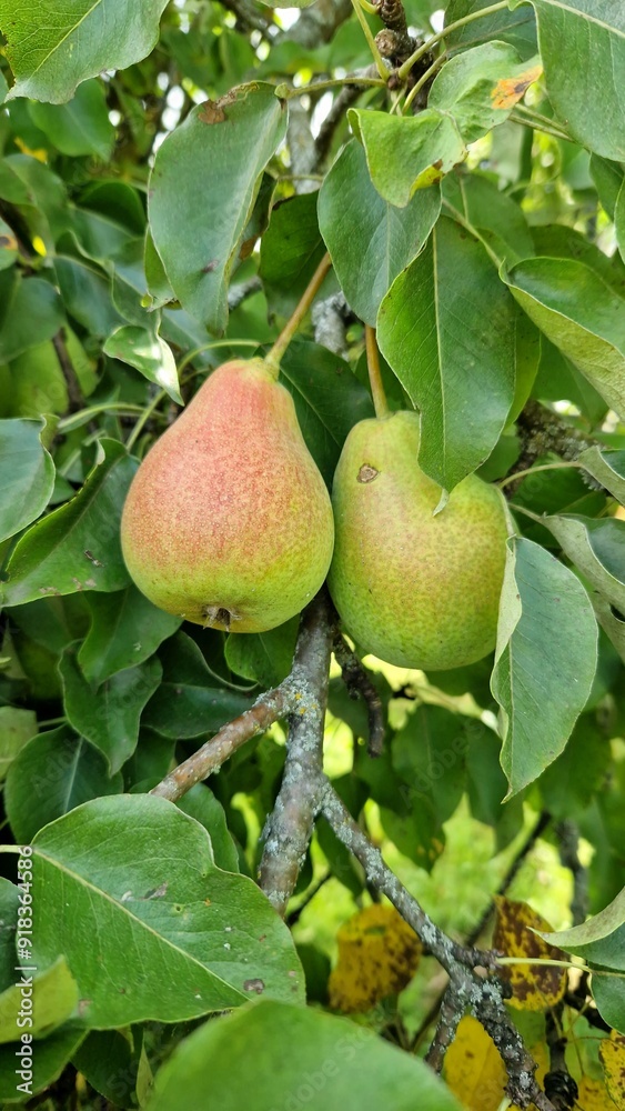 juicy pears on a tree close-up among green leaves juicy pears on a tree close-up among green leaves