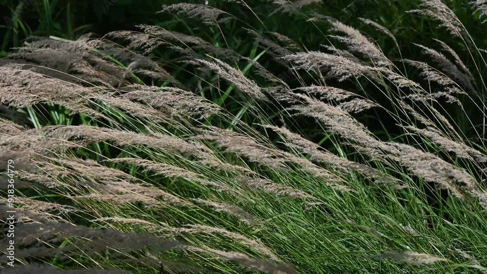 The video showcases tall grass blowing gently in the wind, capturing the natural movement and serene atmosphere of the scene. The video showcases tall grass blowing gently in the wind, capturing the natural movement and serene atmosphere of the scene.