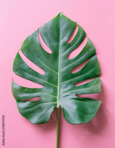 Monstera plant in a simple pink clean studio background