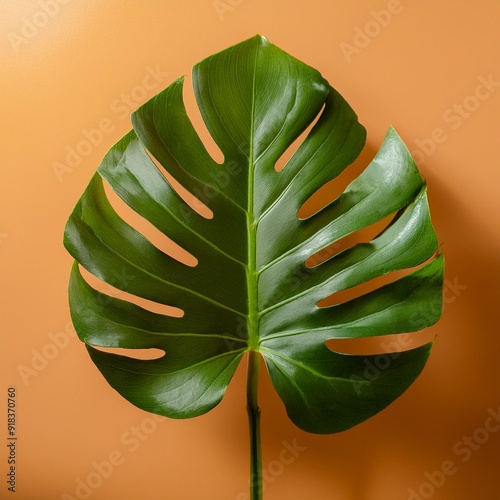 Monstera plant in a simple orange clean studio background