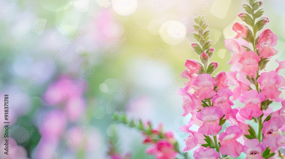 A cluster of pink snapdragon flowers in full bloom, standing out against a blurred, soft-focus background. A cluster of pink snapdragon flowers in full bloom, standing out against a blurred, soft-focus background.