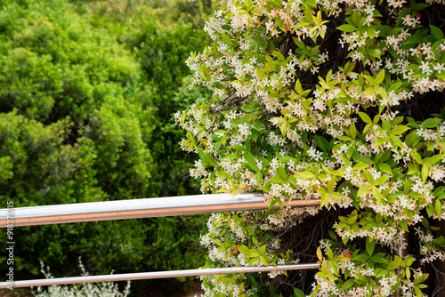 Trachelospermum jasminoides, commonly known as false jasmine or rhynchosperm, is a climbing shrub of the Apocinacee family.