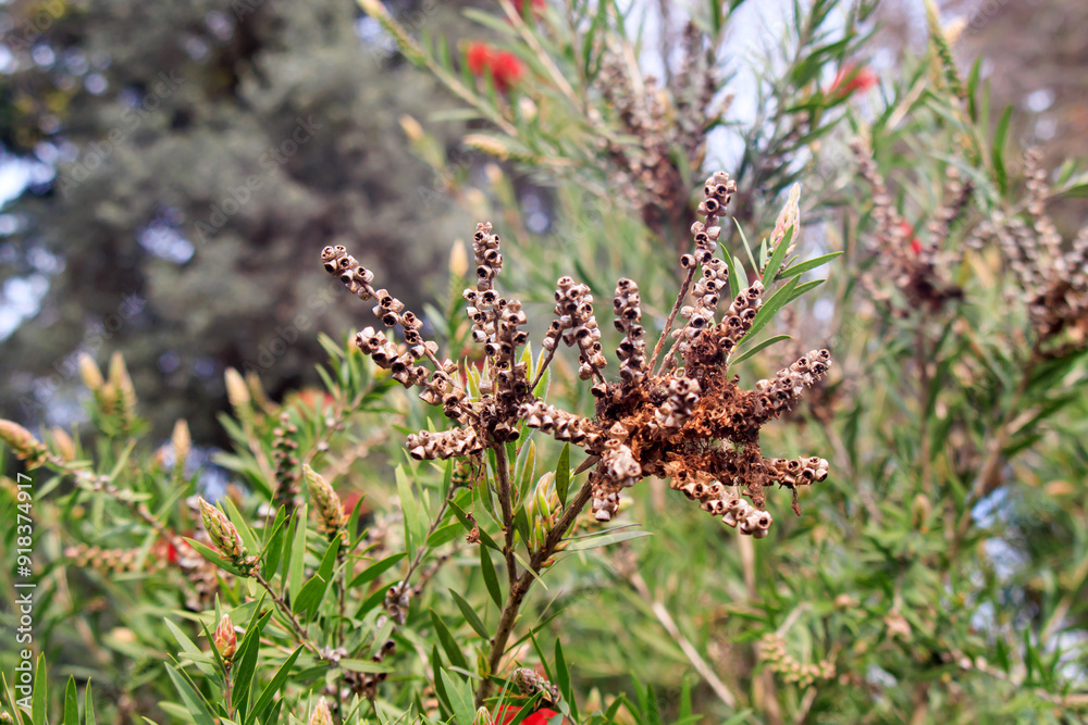 close-up plants in the field close-up plants in the field