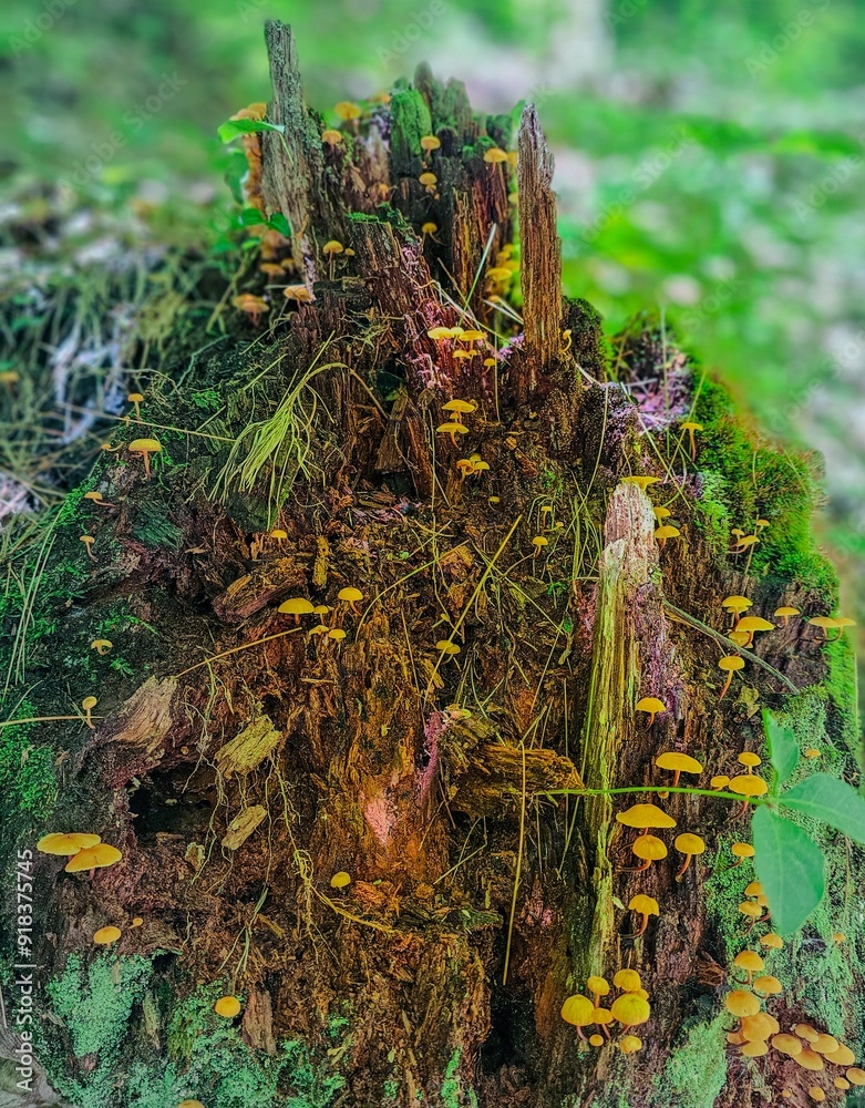 moss on tree stump