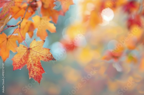 Vibrant Autumn Leaves in Varying Shades at a Park on a Sunny Day
