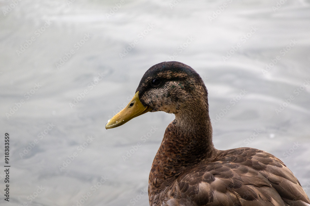 duck on the water duck on the water