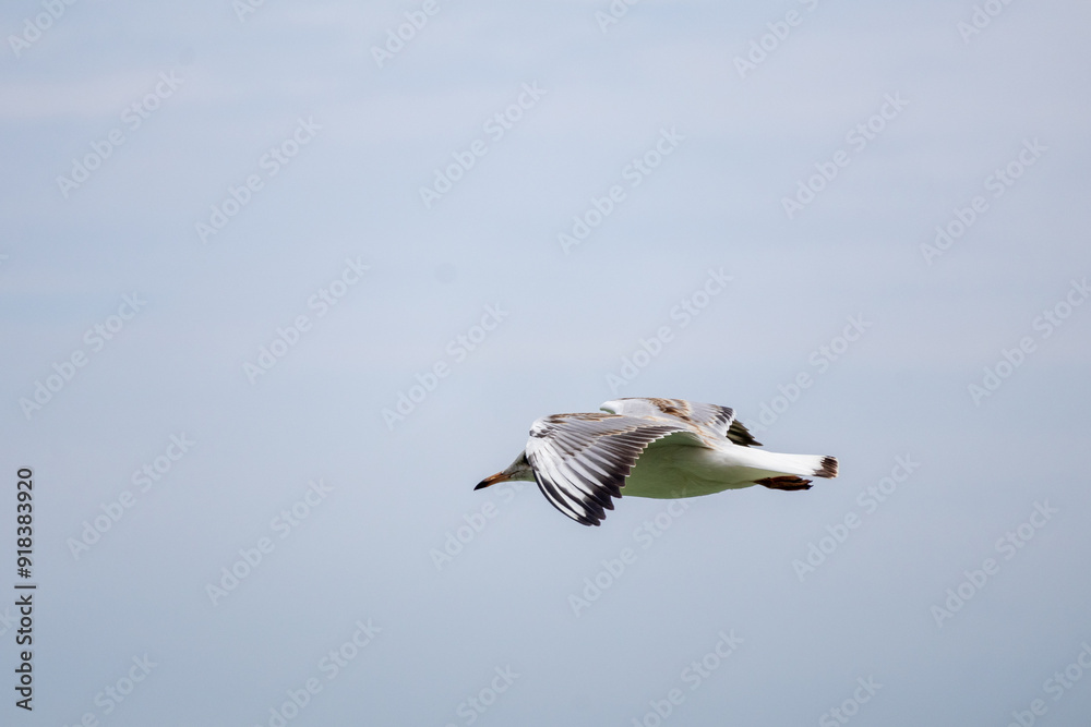 Obraz premium seagull in flight