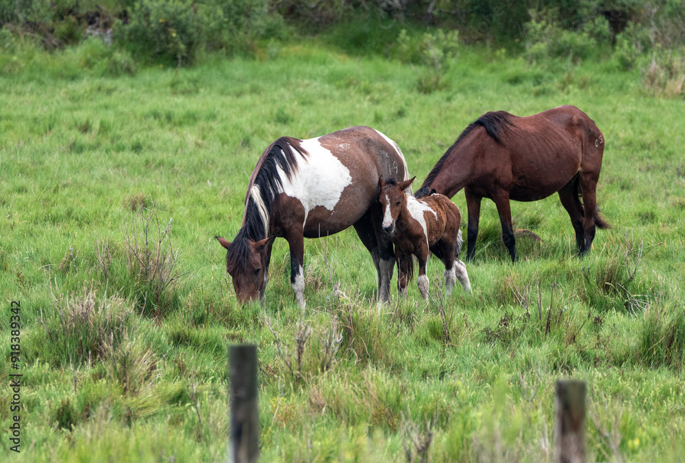 Fototapeta premium mare and foal