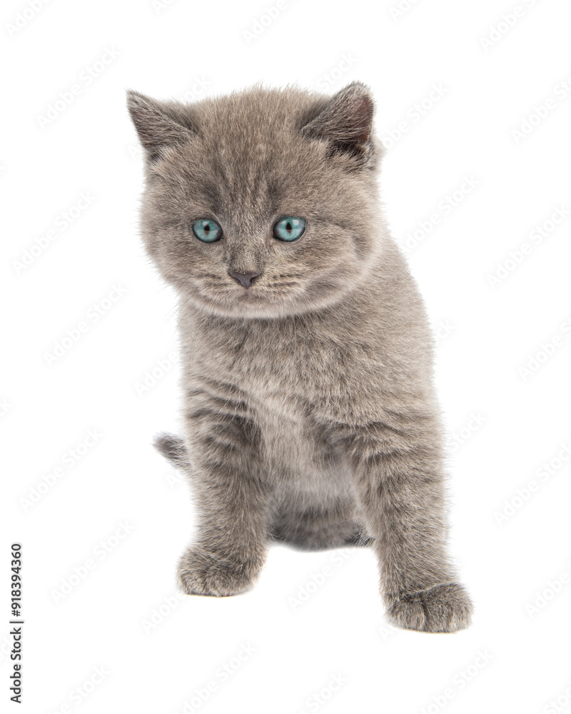 Gray Scottish Fold Cat sits on white background . A playful kitten. Gray Scottish Fold Cat sits on white background . A playful kitten.