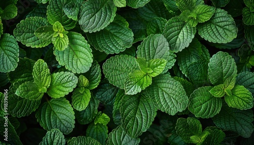 Fresh green mint leaves growing densely in a garden setting during the day