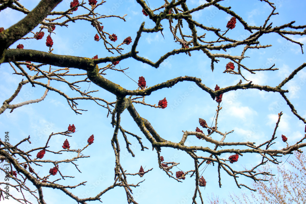 red dried flowers on a branch under blue sky red dried flowers on a branch under blue sky