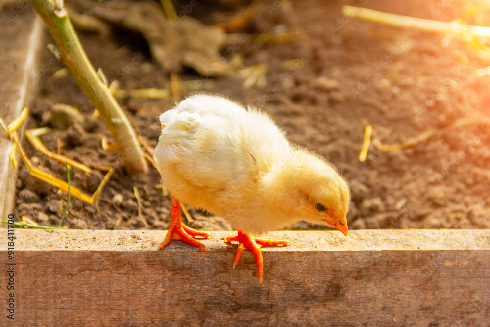 a small yellow chicken on a piece of wood in a rural garden