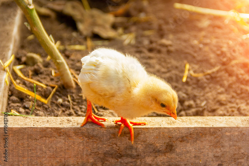 Obraz na płótnie a small yellow chicken on a piece of wood in a rural garden w salonie
