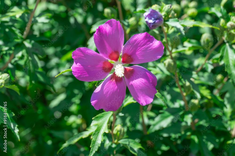 Purple flowers of hibiscus syriacus blooming in botanical garden. Deciduous shrub of malvaceae family blossom with large five petal inflorescences. Korean rose of sharon grow in park. Flowering plant. Purple flowers of hibiscus syriacus blooming in botanical garden. Deciduous shrub of malvaceae family blossom with large five petal inflorescences. Korean rose of sharon grow in park. Flowering plant.