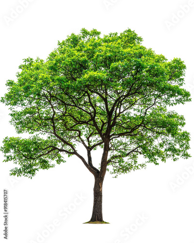 Vibrant green tree with spreading branches and lush foliage, isolated on white background, ideal for nature and environment themed projects. photo