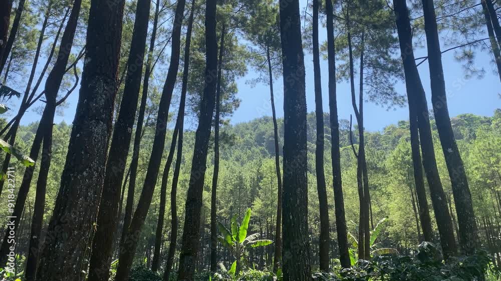 trees in the forest trees in the forest