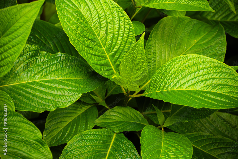 Close up of green leaves Close up of green leaves