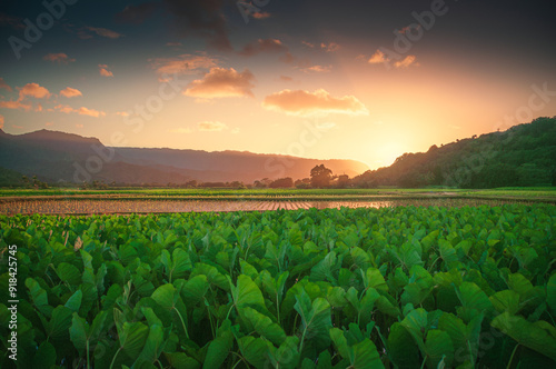 Sunrise over the field