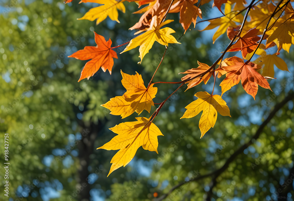 autumn maple leaves