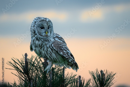 Ural owl (Strix uralensis) sitting on a branch late in the evening at sunset in the Netherlands photo