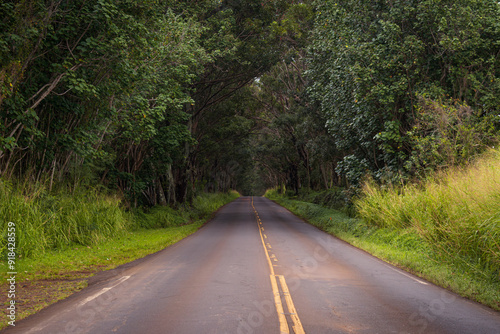 Road in the forest