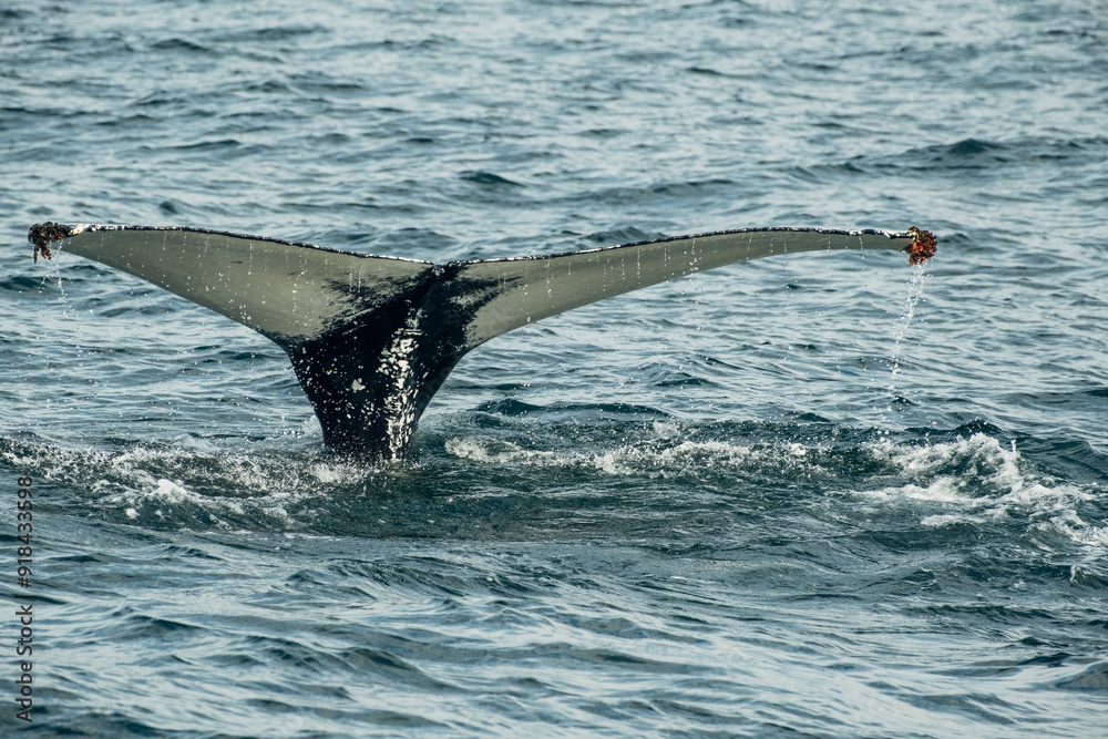 Obraz premium Majestic Humpback Whale Tail Emerging From Ocean Waters. Teriberka, Murmansk district, Russia