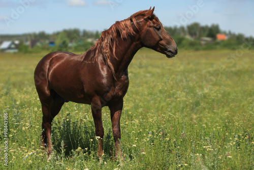 brown stallion on green meadow, background is blurred