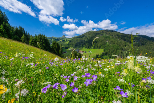 Flowers is meadow. in the village of Damüls in the Bregenzerwald, State of Voralberg, Austria