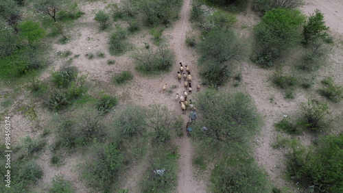 un drone es capaz de captar en 4k la fotografía de un pastor pastoreando el rebaño. 