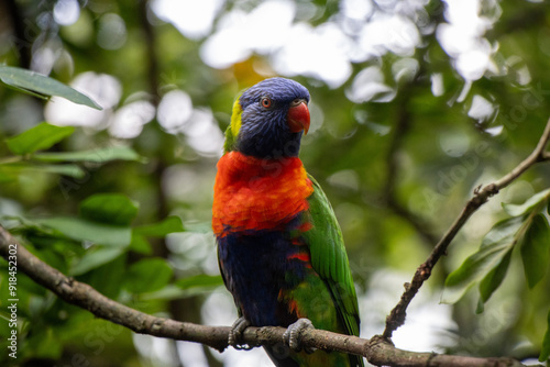 rainbow lorikeet in the tree