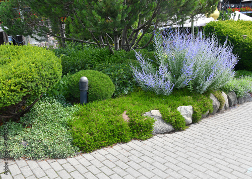 Blooming Russian Sage - Perovskia atriplicifolia in the landscape garden photo