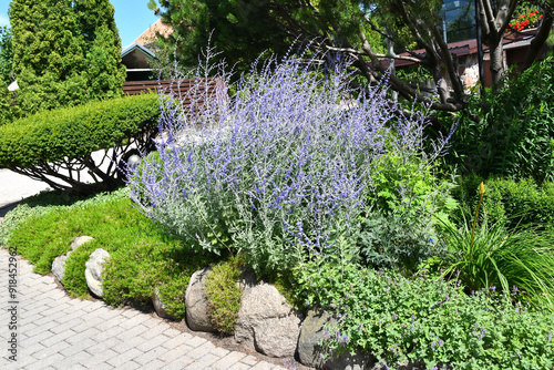 Blooming Russian Sage - Perovskia atriplicifolia in the landscape garden