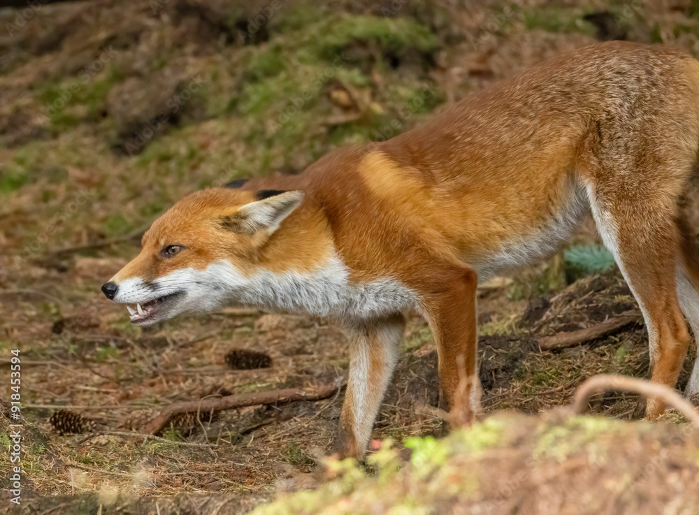 Close up of a fox in the forest eating a chick Close up of a fox in the forest eating a chick