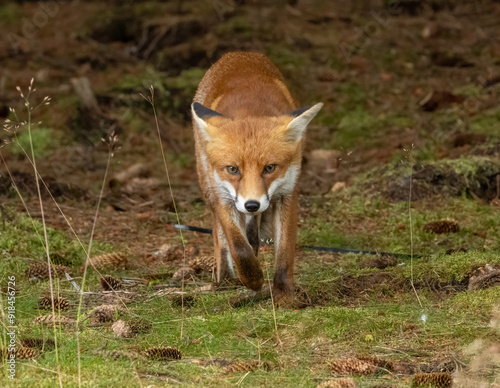 Beautiful young male fox searching in the forest for food