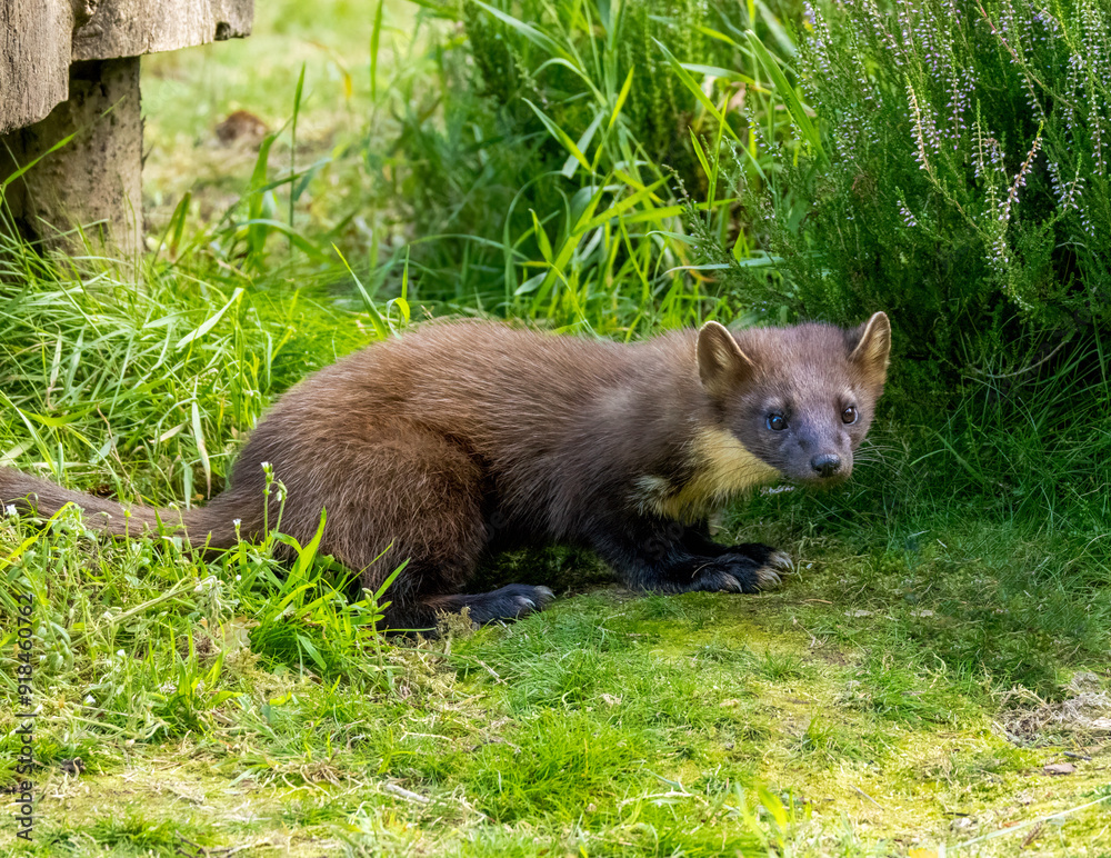 Cute little pine marten kit in the forest during daylight Cute little pine marten kit in the forest during daylight